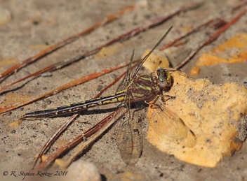 Phanogomphus lividus, female